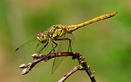 Moustached Darter (Male, Sympetrum vulgatum)